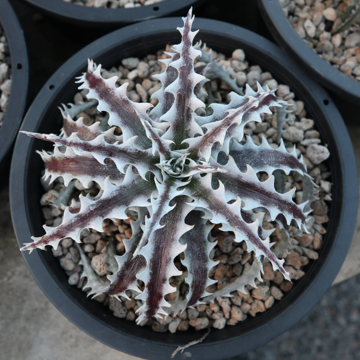 新春SALE! 21. ディッキア ★ Dyckia Wing Otto Bromeliad Hybrid_＊親株の参考写真です