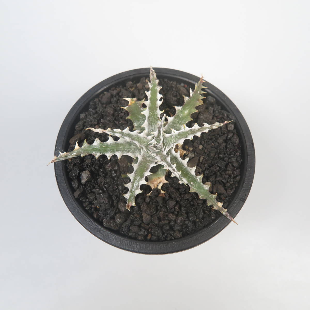 新春SALE! 21. ディッキア ★ Dyckia Wing Otto Bromeliad Hybrid_画像4