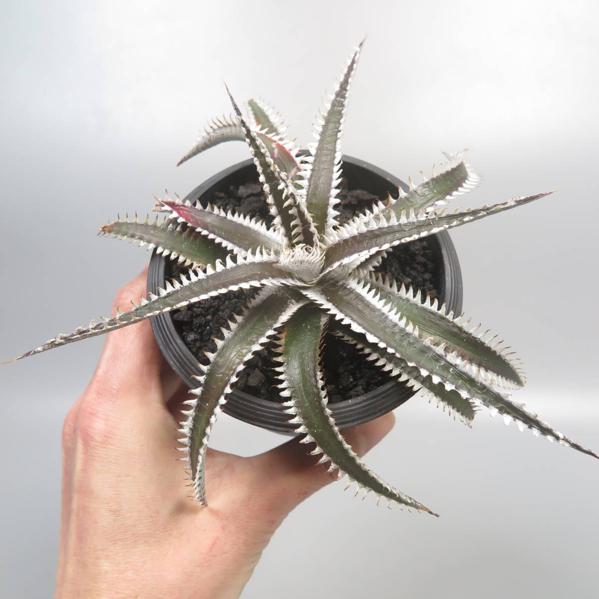 新春SALE! 23. ディッキア ★ Dyckia Obsidian Bromeliad Cultivar Register (14814)_画像6