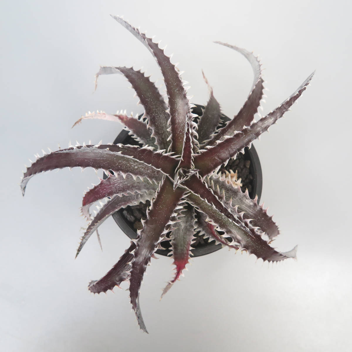 新春SALE! 26. ディッキア ★ Dyckia FE01 Otto Bromeliad Hybrid with Tag_画像2