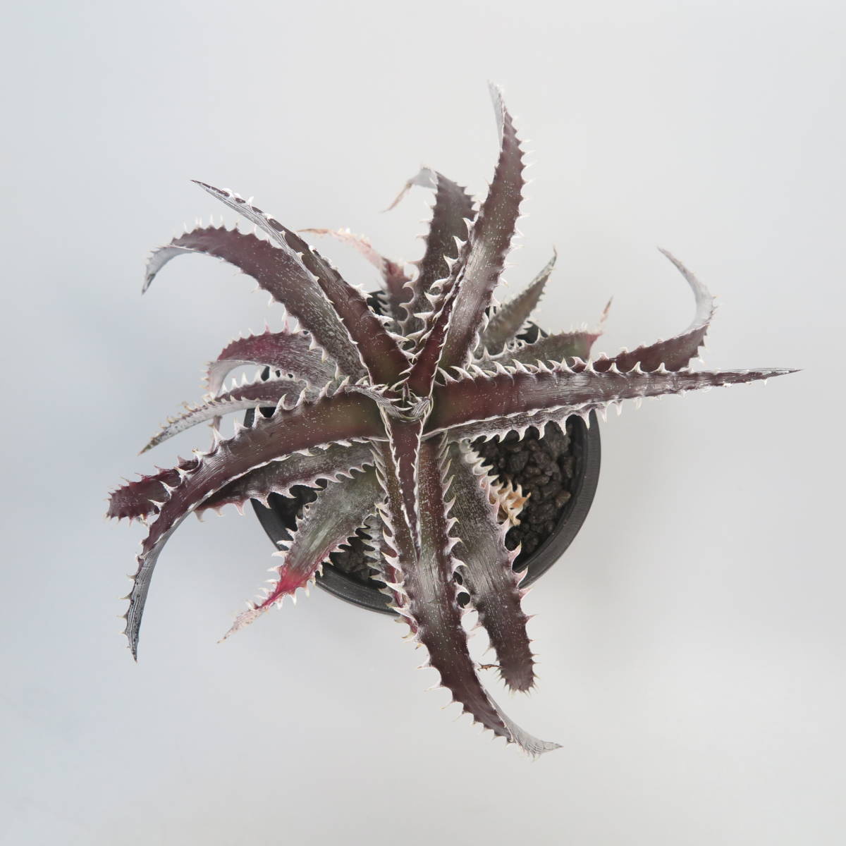 新春SALE! 26. ディッキア ★ Dyckia FE01 Otto Bromeliad Hybrid with Tag_画像3