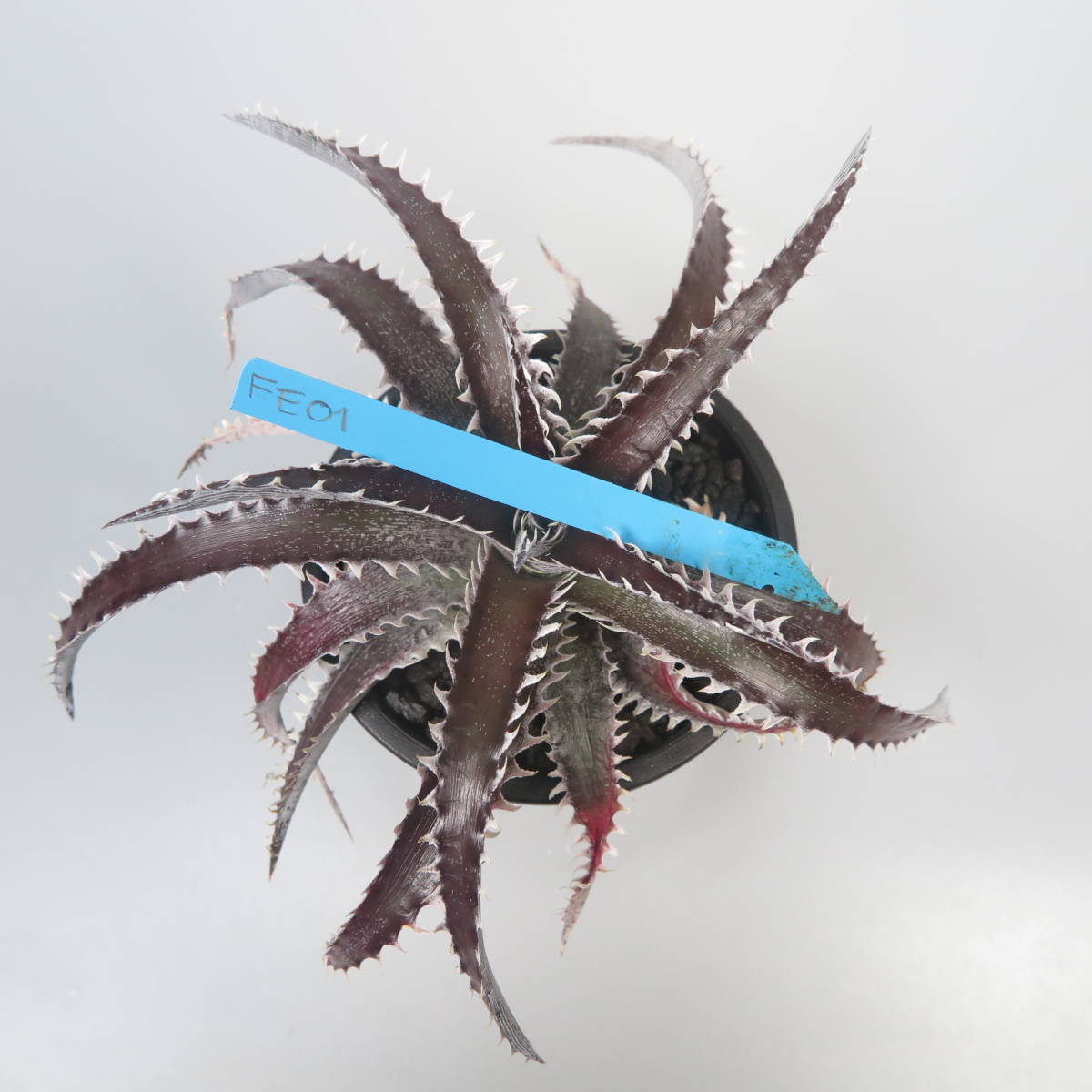 新春SALE! 26. ディッキア ★ Dyckia FE01 Otto Bromeliad Hybrid with Tag_画像8