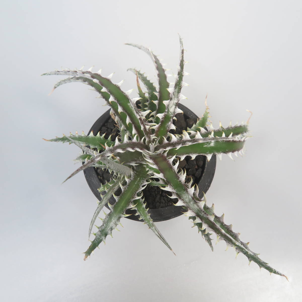 新春SALE! 27. ディッキア ★ Dyckia SL008 Otto Bromeliad Hybrid with Tag_画像4