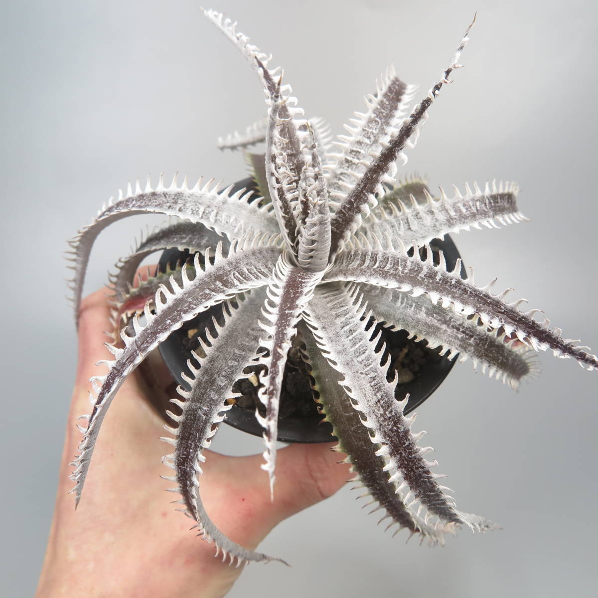 新春SALE! 20. ディッキア ★ Dyckia Raijin Sueb Hybrid_画像6