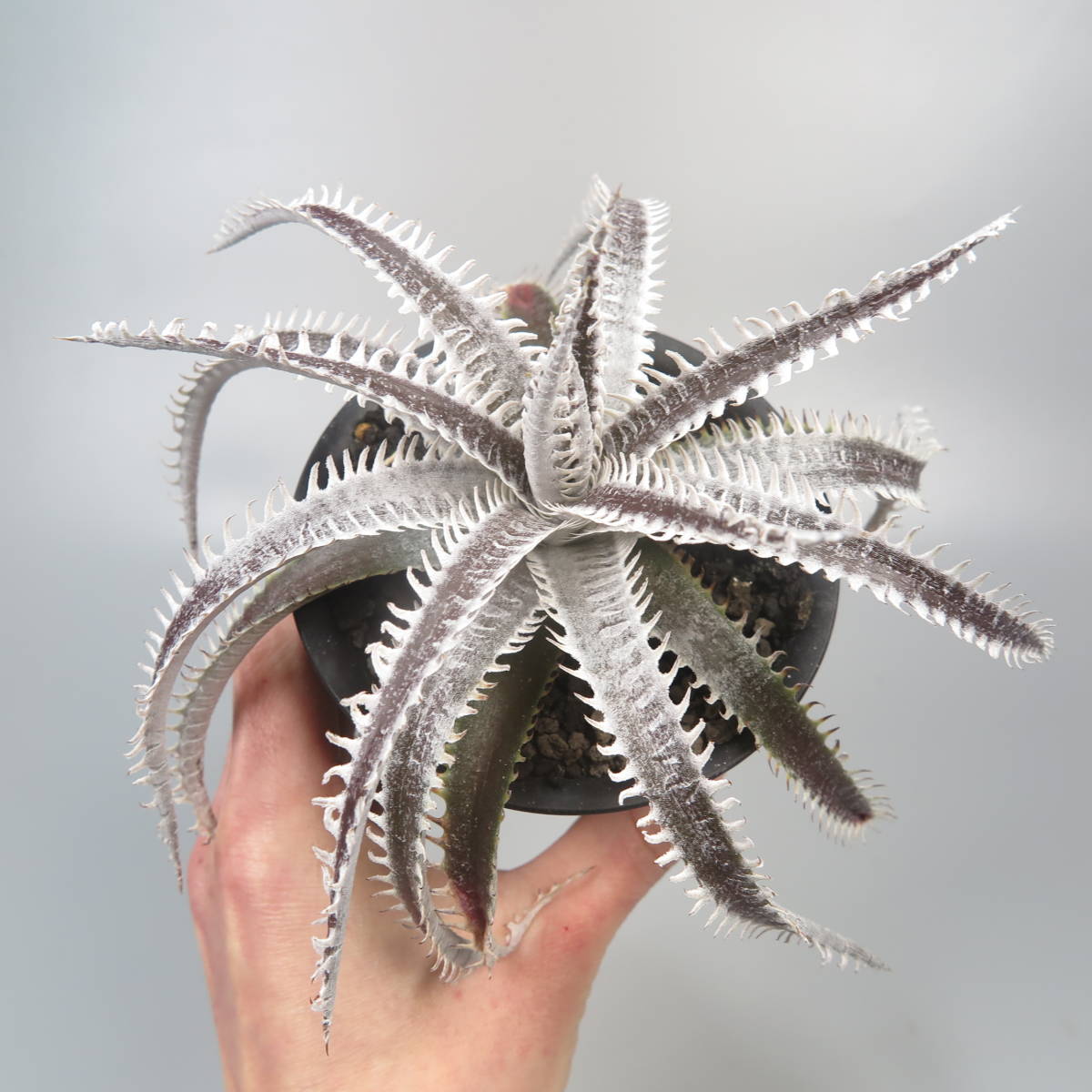 新春SALE! 20. ディッキア ★ Dyckia Raijin Sueb Hybrid_画像7