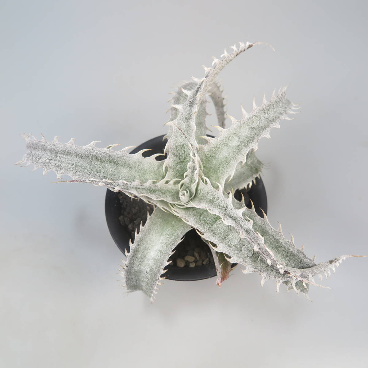 新春SALE! 3. ディッキア ★ Dyckia Nanda Devi Panus Hybrid_画像3