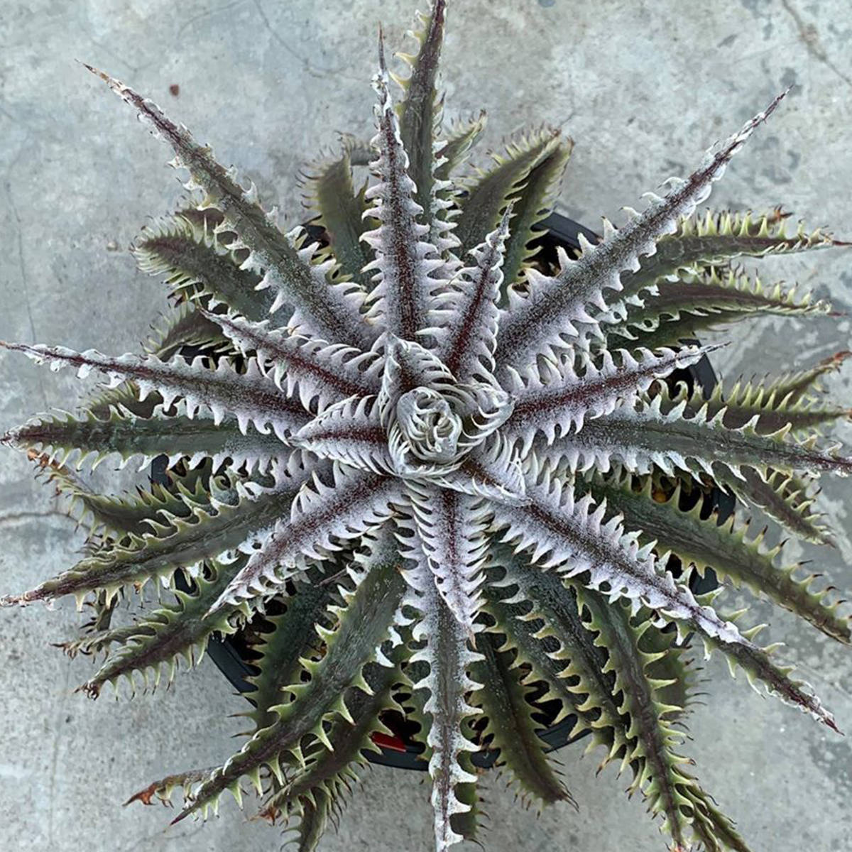 新春SALE! 11. ディッキア ★ Dyckia Hades Sueb Hybrid_＊親株の参考写真です