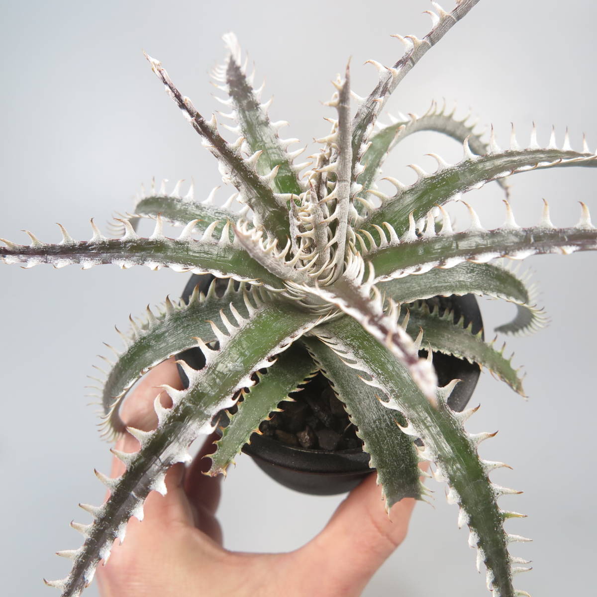 新春SALE! 11. ディッキア ★ Dyckia Hades Sueb Hybrid_画像8