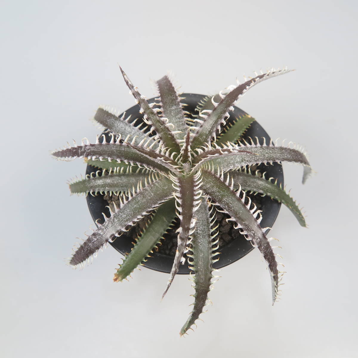 新春SALE! 15. ディッキア ★ Dyckia Red Basilisk Sueb Hybrid_画像5