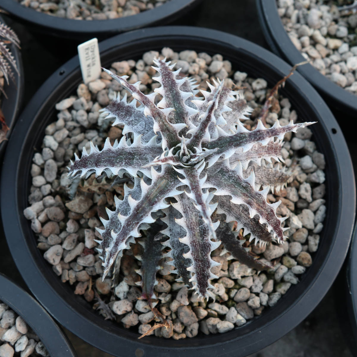 新春SALE! 18. ディッキア ★ Dyckia Evil Wing Otto Bromeliad Hybrid_＊親株の参考写真です