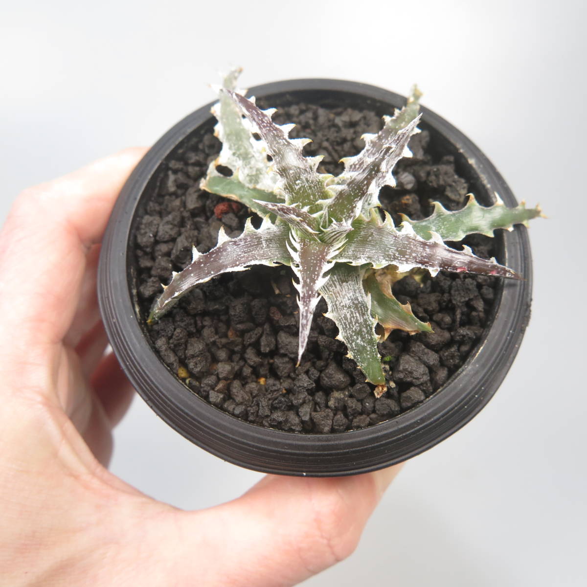 新春SALE! 18. ディッキア ★ Dyckia Evil Wing Otto Bromeliad Hybrid_画像6