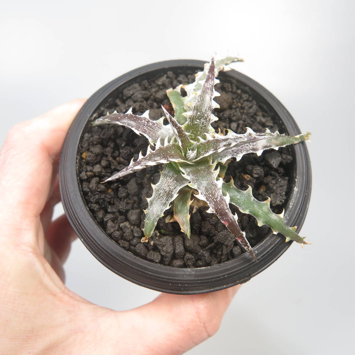 新春SALE! 18. ディッキア ★ Dyckia Evil Wing Otto Bromeliad Hybrid_画像7