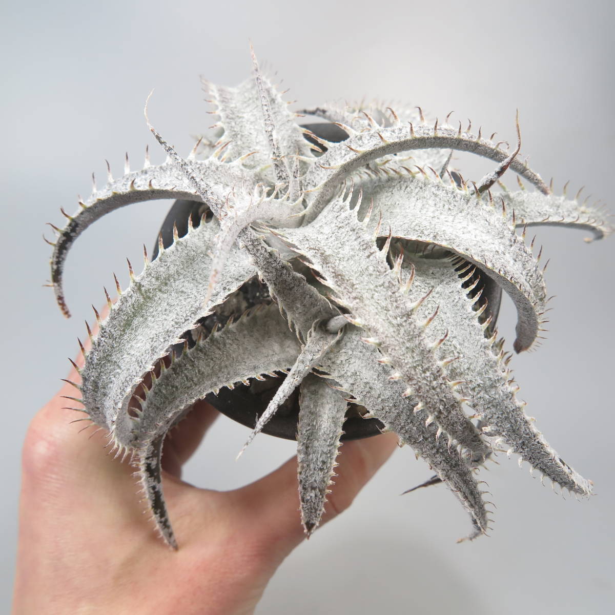 新春SALE! 26. ディッキア ★ Dyckia marnier-lapostollei var. estevesii Dutch Vandervort Clone_画像6