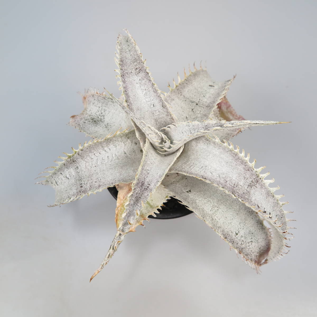 新春SALE! 3. ディッキア ★ Dyckia T-Rex Original Clone Bromeliad Cultivar Register (15412)_画像5