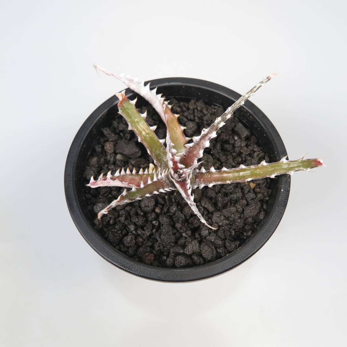 新春SALE! 6. ディッキア ★ Dyckia Samurai Bromeliad Cultivar Register (15405)_画像5