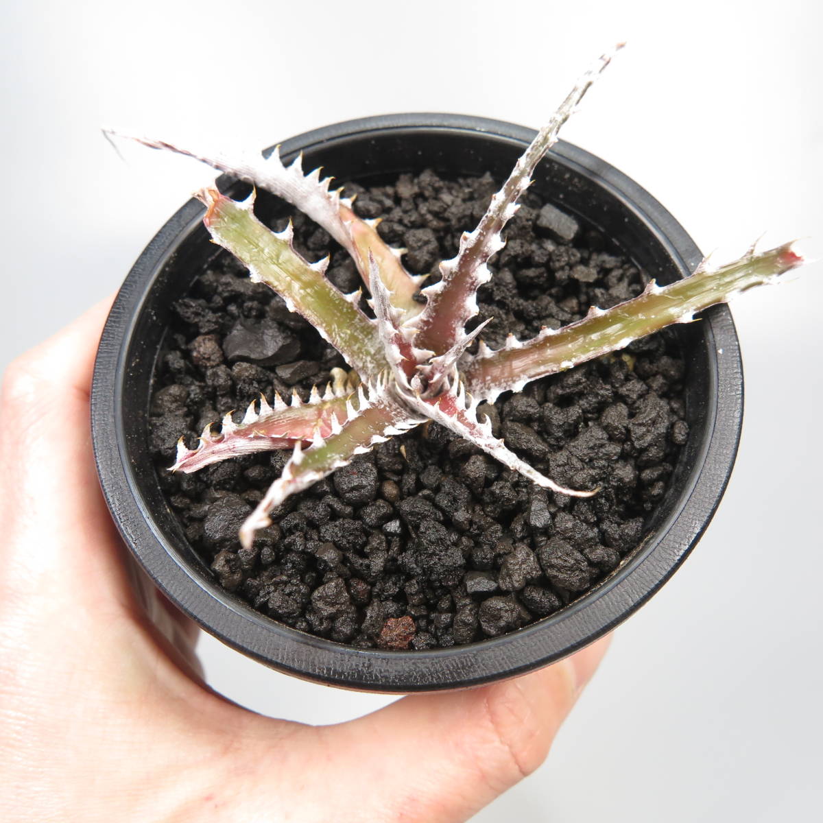 新春SALE! 6. ディッキア ★ Dyckia Samurai Bromeliad Cultivar Register (15405)_画像8