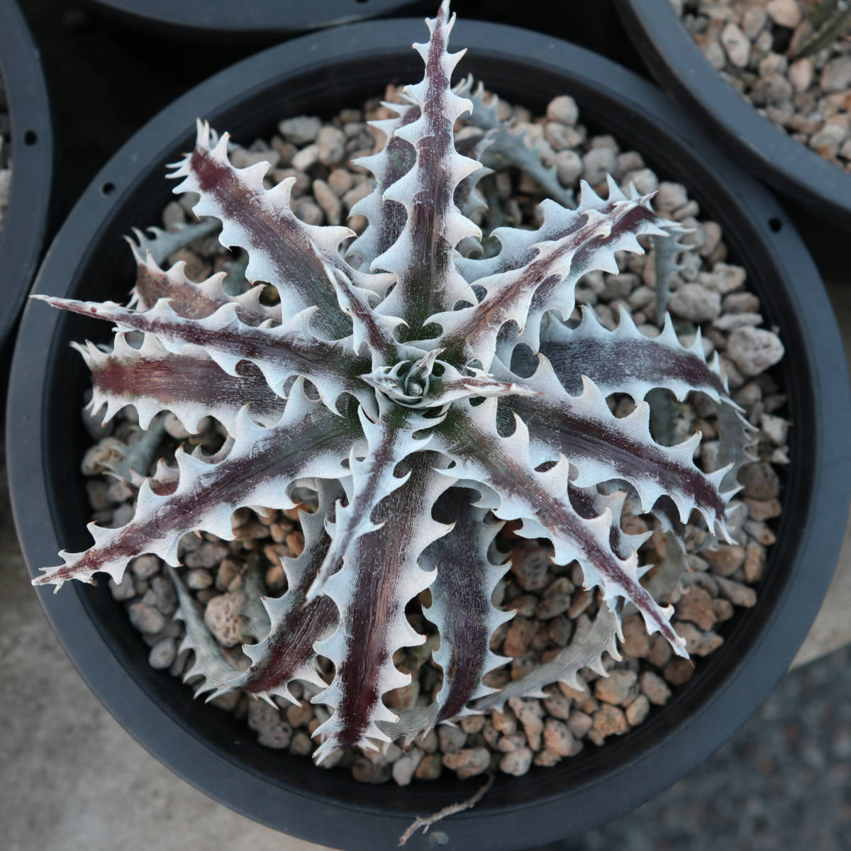 新春SALE! 17. ディッキア ★ Dyckia Wing Otto Bromeliad Hybrid_＊親株の参考写真です