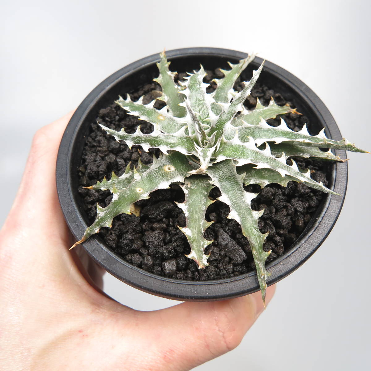 新春SALE! 17. ディッキア ★ Dyckia Wing Otto Bromeliad Hybrid_画像6