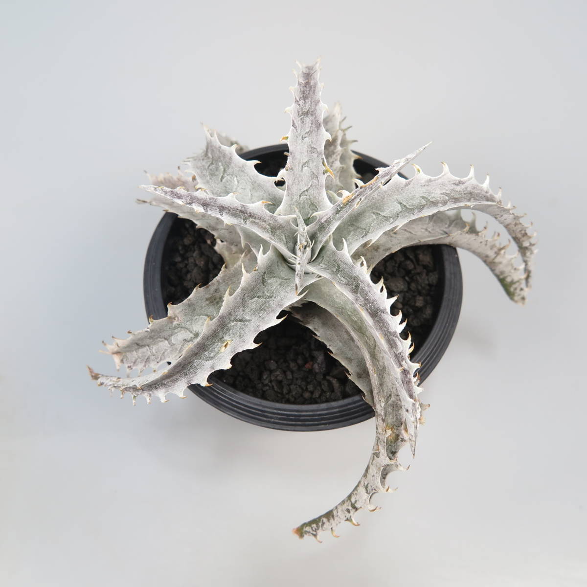 新春SALE! 19. ディッキア ★ Dyckia Fujiyama Panlop Rungrussami Hybrid_画像4