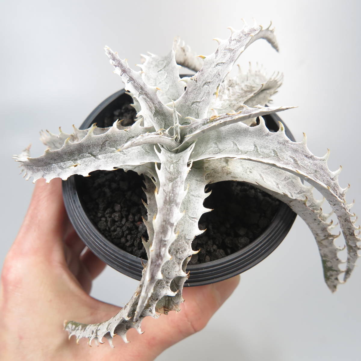 新春SALE! 19. ディッキア ★ Dyckia Fujiyama Panlop Rungrussami Hybrid_画像6