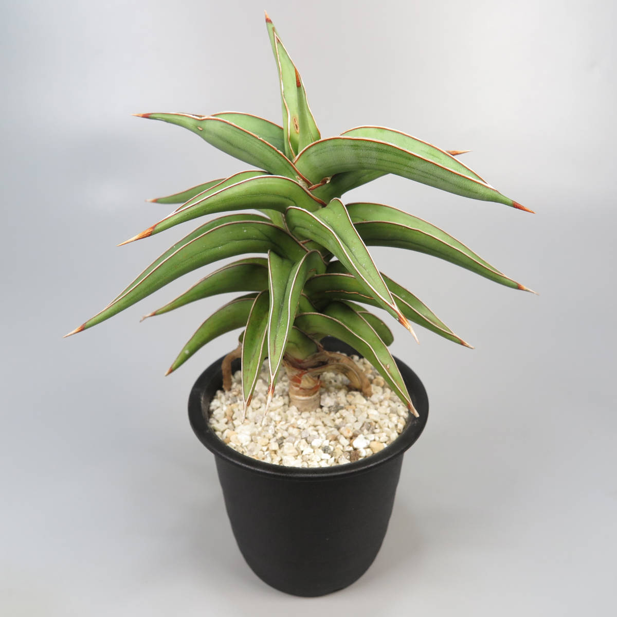 新春SALE! 2. サンセベリア ☆ Sansevieria Lavranos 23251 ★ サンスベリア_画像4