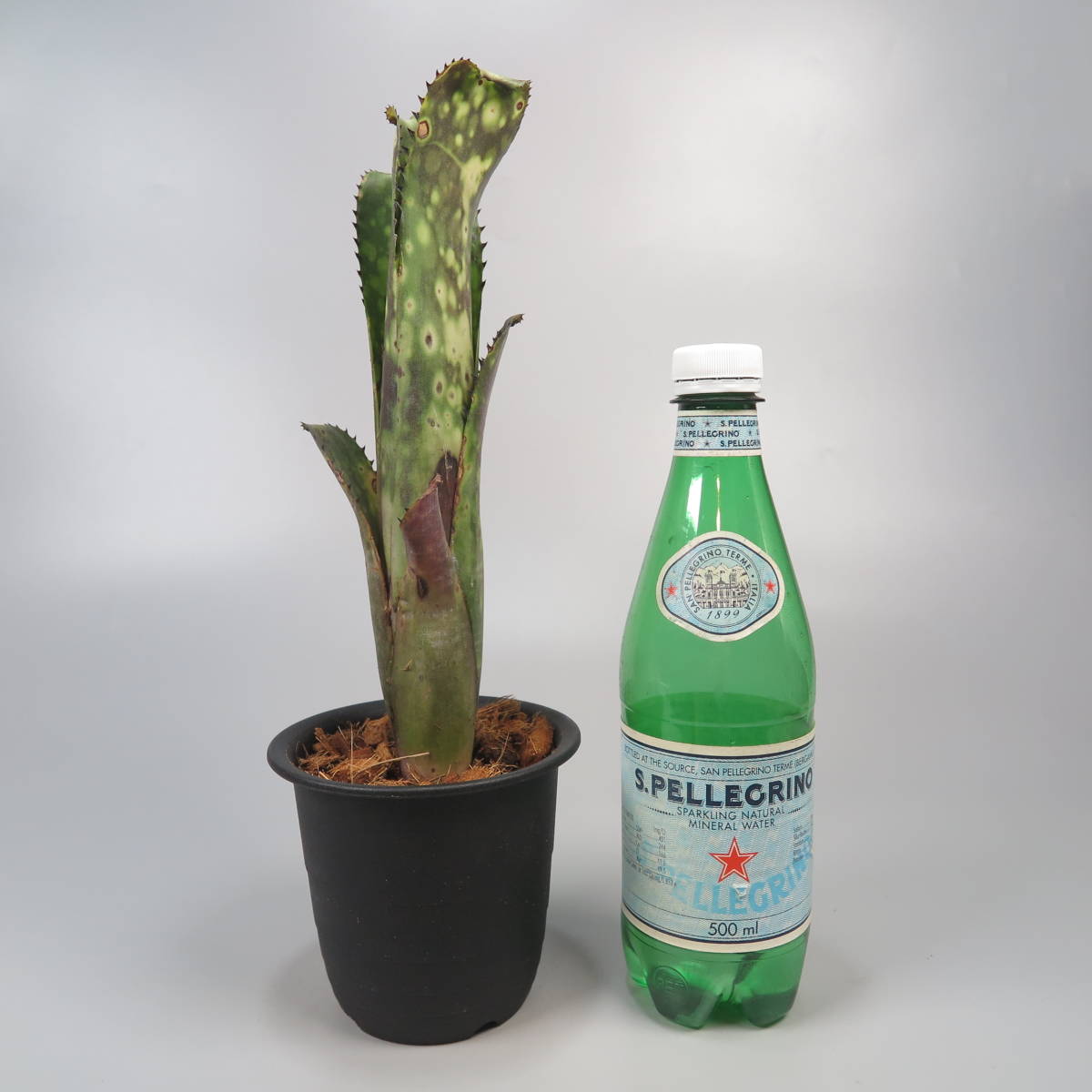 新春SALE! ビルベルギア ☆ Billbergia Hallelujah x Domingos 新春SALE! ビルベルギア ☆ Billbergia Hallelujah x Domingos