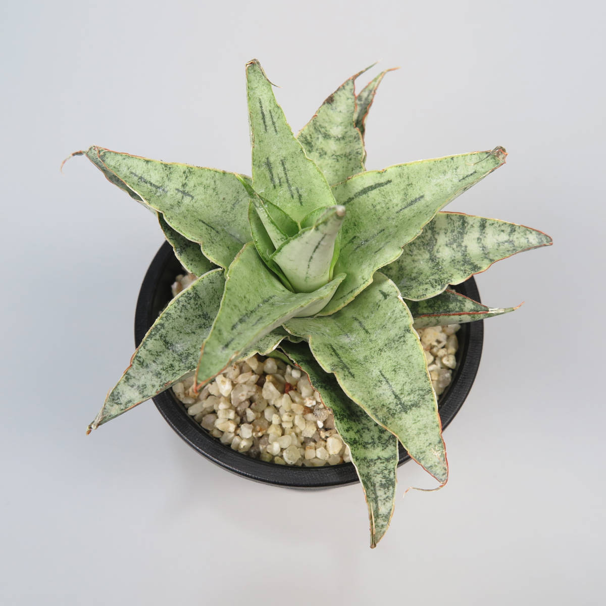 1. サンセベリア ☆ Sansevieria Snowflake ★ サンスベリア_画像5