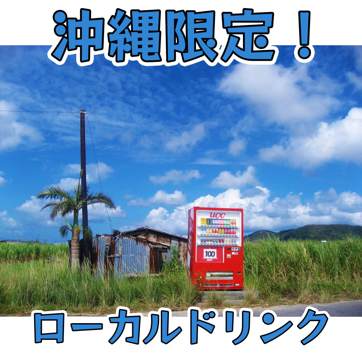 沖縄限定 UCC シークヮサー 550ml 24本 1ケース シークヮーサー ご当地ドリンク お土産 お取り寄せの画像2