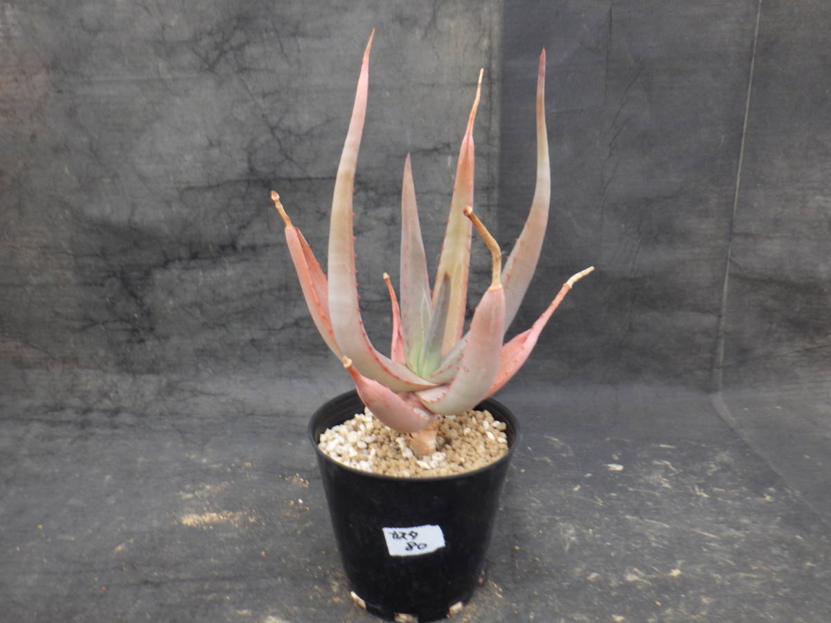 アロエ　カスタネア　Aloe castanea　3.5号鉢植え_画像1