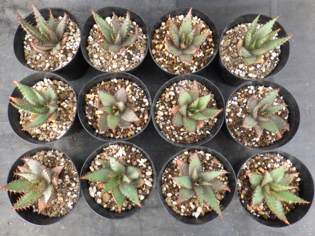 36　アロエ　ブローミー　Aloe broomii　3.5号鉢植え　12鉢セット_画像2
