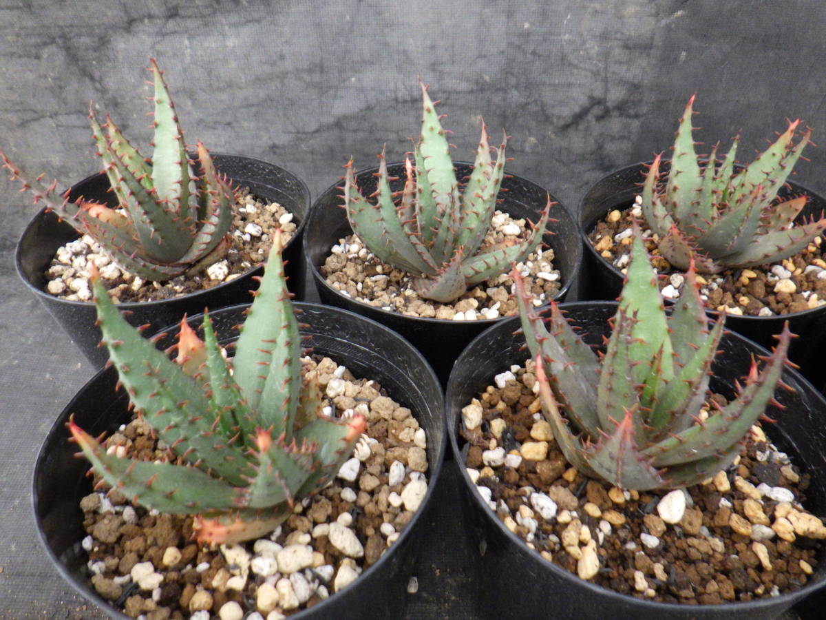 36　アロエ　ブローミー　Aloe broomii　3.5号鉢植え　12鉢セット_画像3