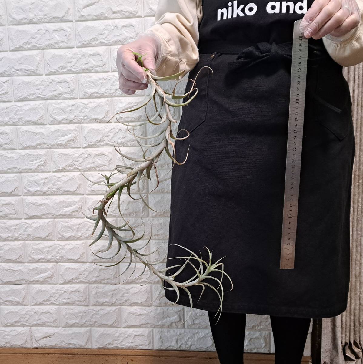 ☆1円スタート☆11 チランジア 植物☆Tillandsia queroensis(チランジア クエロエンシス)_画像2