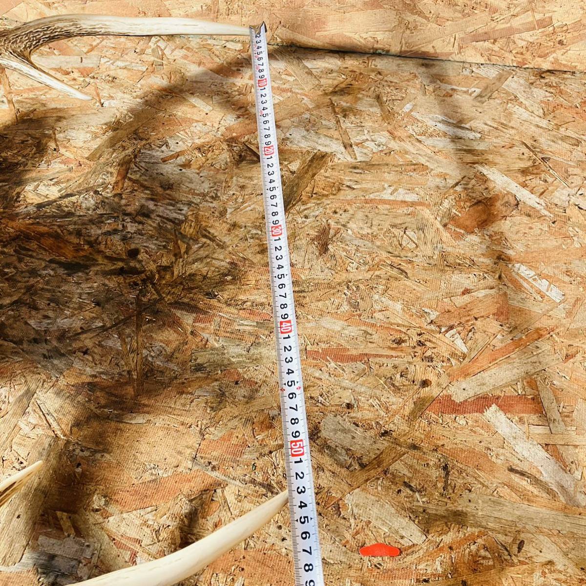 鹿の剥製　ハンティングトロフィー　壁掛け　オブジェ　蝦夷鹿　エゾ鹿　高さ115cm 横53cm 奥行き43cm _画像8