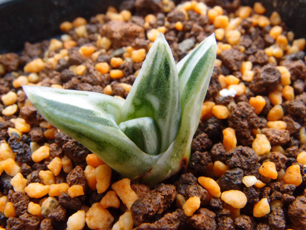 ♪♪アロエ　千代田錦　白斑　　多肉植物♪♪_画像6