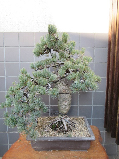  Shikoku . island . leaf pine bonsai ( height of tree 53cm) middle goods bonsai peace pot 