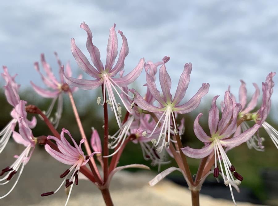 日本初上陸 アフリカの貴重希少なbrunsvigia radula1株_画像8