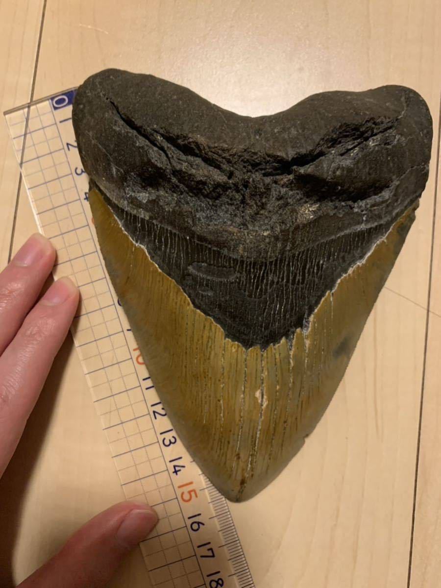 国内最大級　メガロドン　化石　サメの歯　15.8cm 542g恐竜鮫アンモナイト牙爪骨アンティーク骨董珍品三葉虫隕石アンモライト卵骨