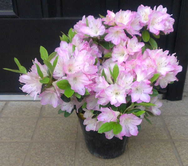 久留米ツツジ【紫水晶（ムラサキスイショウ）】12cmポット_白色に淡紫覆輪で、透明感のある花です。