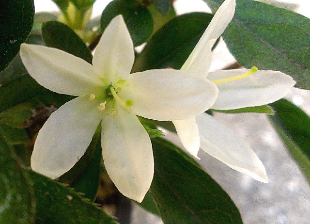 久留米ツツジ【白蝶の舞（ハクチョウノマイ）】12cmポット_白い花は、小輪で一重咲きです。