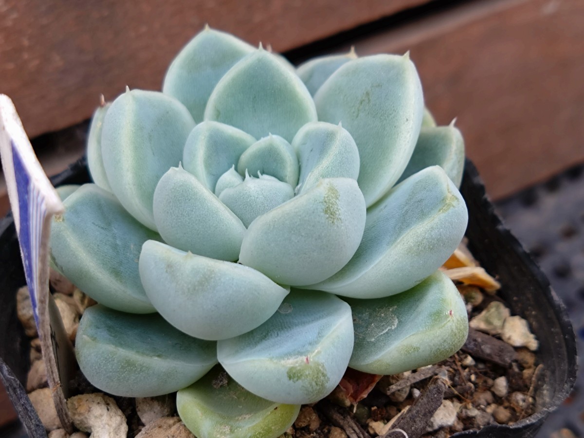 ケッセルリンギアナ 多肉植物 エケベリア 抜き苗_画像4