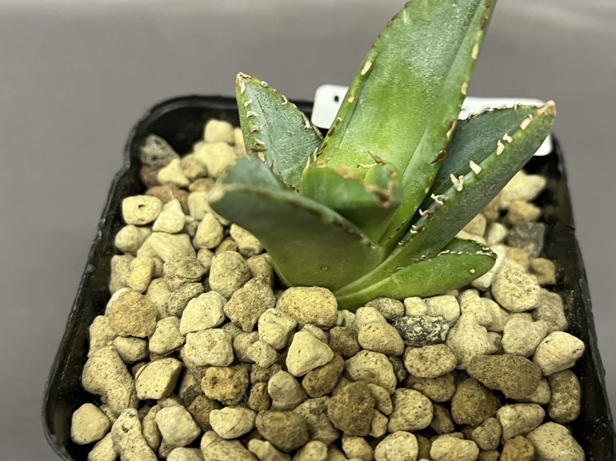 アガベ 多肉植物 チタノタ ワニガメ 【鰐亀】 発根済み (検皇冠 アガベ 多肉植物 チタノタ ワニガメ 【鰐亀】 発根済み (検皇冠
