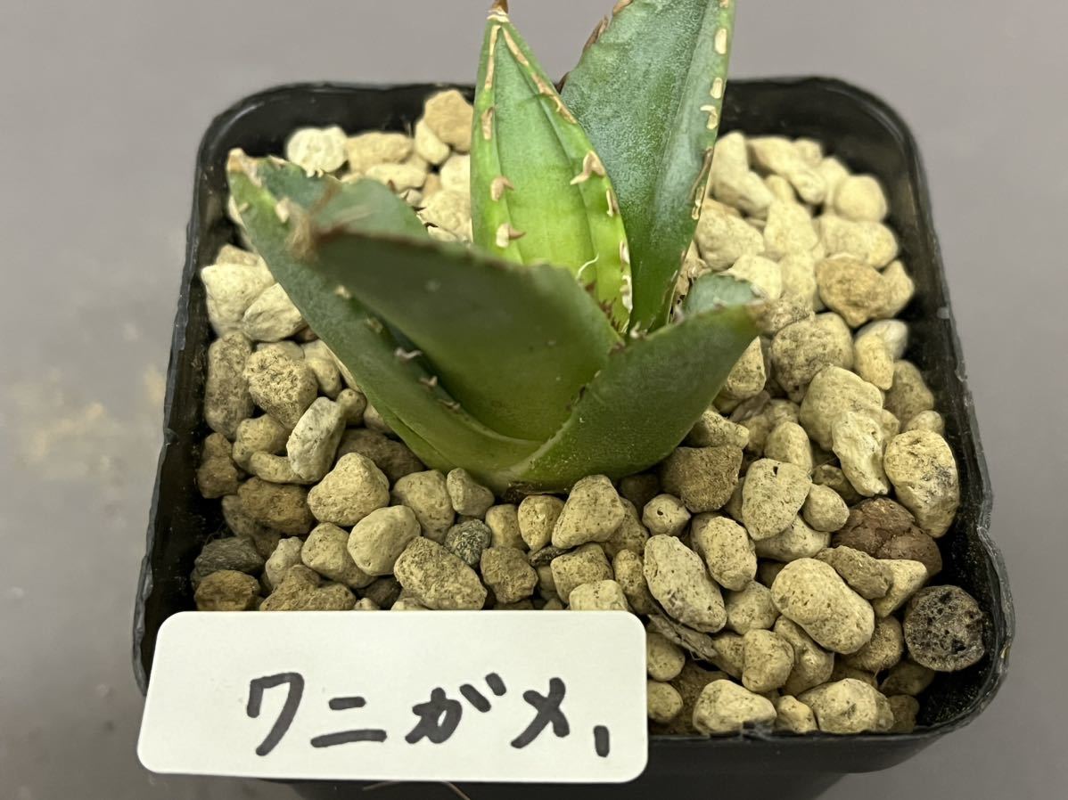 アガベ 多肉植物 チタノタ ワニガメ 【鰐亀】 発根済み (検皇冠 アガベ 多肉植物 チタノタ ワニガメ 【鰐亀】 発根済み (検皇冠