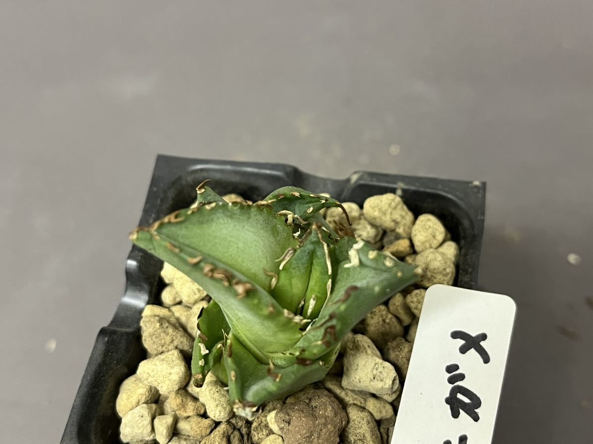 アガベ 多肉植物 チタノタ ワニガメ 【鰐亀】 発根済み (検皇冠 アガベ 多肉植物 チタノタ ワニガメ 【鰐亀】 発根済み (検皇冠