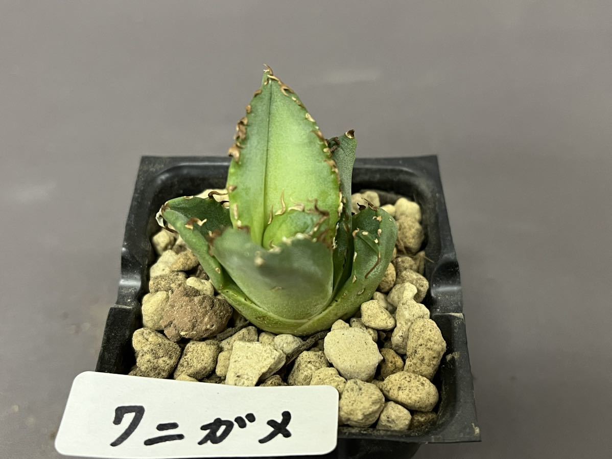 アガベ 多肉植物 チタノタ ワニガメ 【鰐亀】 発根済み (検皇冠 アガベ 多肉植物 チタノタ ワニガメ 【鰐亀】 発根済み (検皇冠