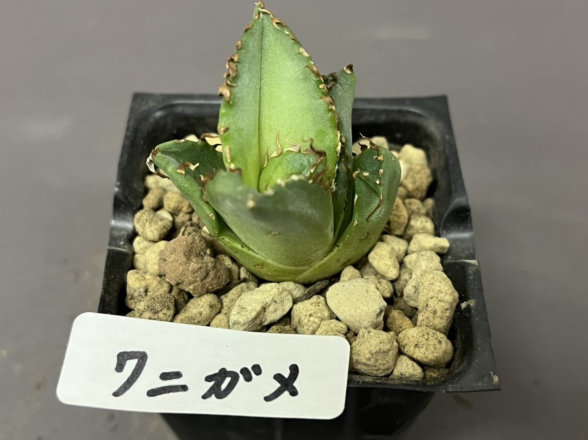 アガベ 多肉植物 チタノタ ワニガメ 【鰐亀】 発根済み (検皇冠 アガベ 多肉植物 チタノタ ワニガメ 【鰐亀】 発根済み (検皇冠