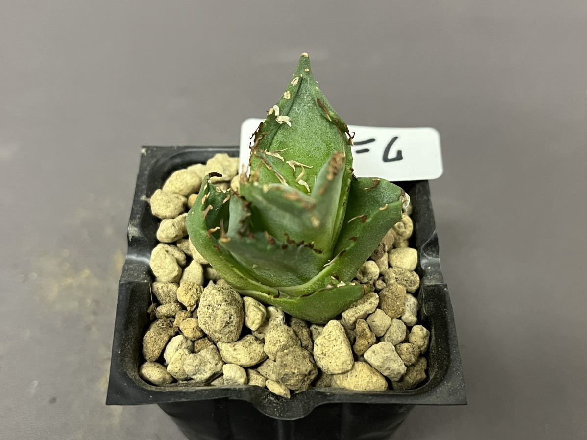 アガベ 多肉植物 チタノタ ワニガメ 【鰐亀】 発根済み (検皇冠 アガベ 多肉植物 チタノタ ワニガメ 【鰐亀】 発根済み (検皇冠