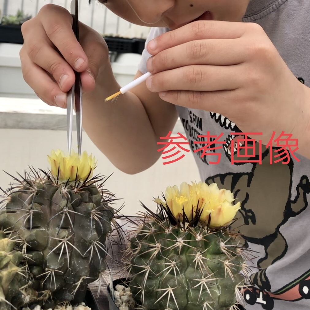 1４ 自家採取種子 10粒 コピアポア サルコアーナ Copiapoa sarcoana JN1969 検索 @Leafy works 黒王丸_画像3