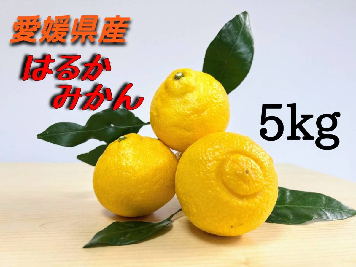 はるか 5kg 愛媛県産 柑橘 ほどよい甘さ 少ない酸味 みかん 蜜柑 限りなくレモンに近いイエロー　③_画像1