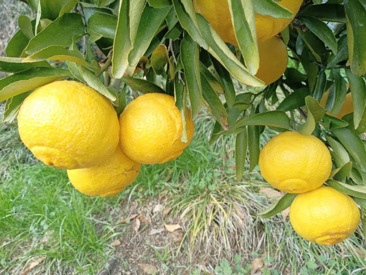はるか 5kg 愛媛県産 柑橘 ほどよい甘さ 少ない酸味 みかん 蜜柑 限りなくレモンに近いイエロー　③_画像3