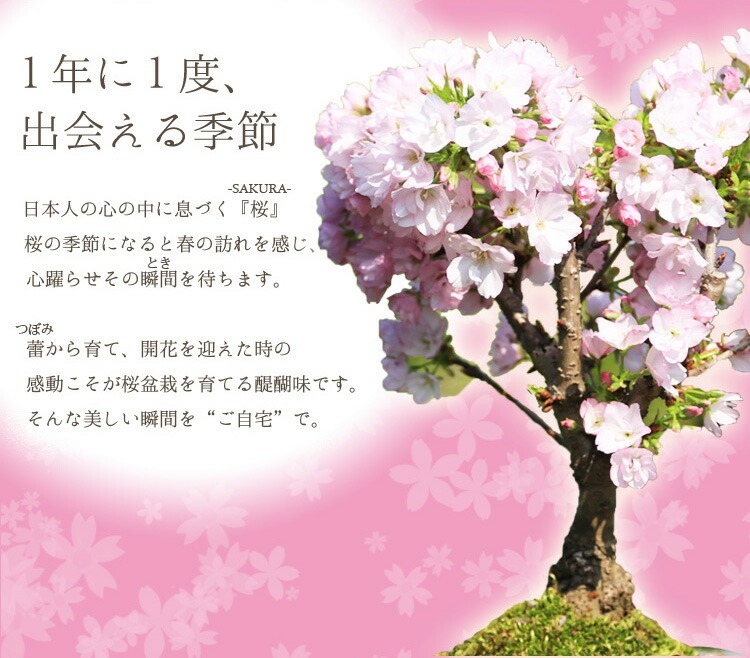 桜盆栽：八重桜(大）＜国産青モッコ陶器鉢＞【2024年春開花】_画像2